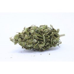 CBD Cannabidiol thé aux fleurs de chanvre bio Premium 2% CBD